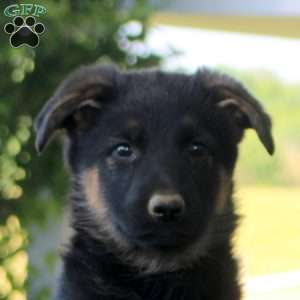 Haven, German Shepherd Puppy