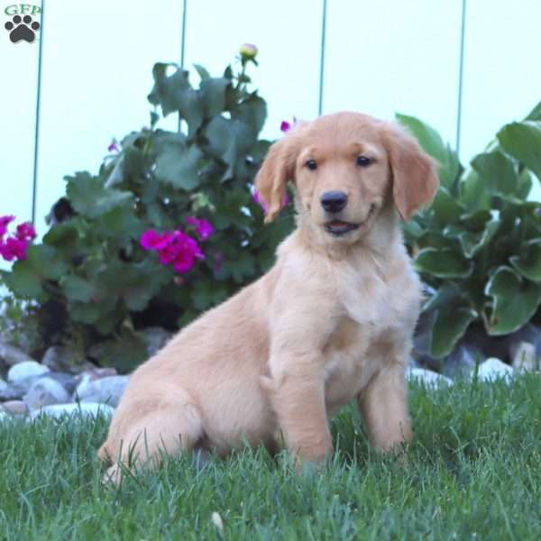 Haven, Golden Retriever Puppy