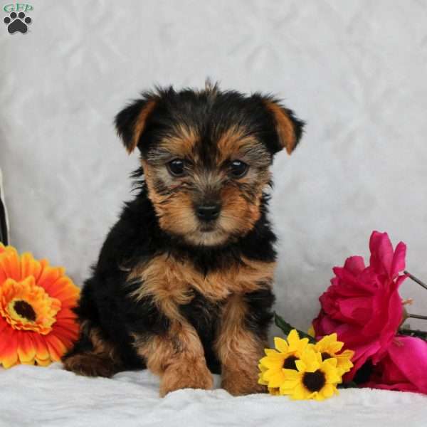 Hazel, Yorkie Puppy
