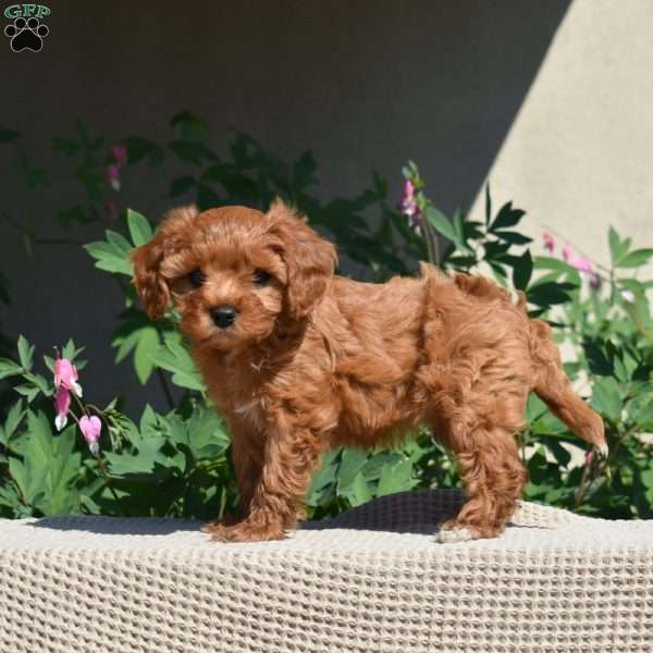 Hazel, Cavapoo Puppy
