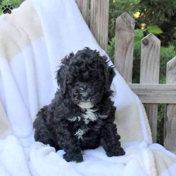 Hazel, Miniature Poodle Puppy