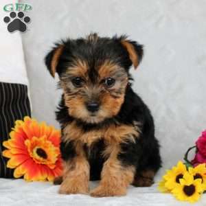 Hazel, Yorkie Puppy