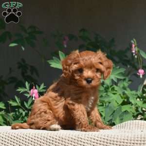 Hazel, Cavapoo Puppy