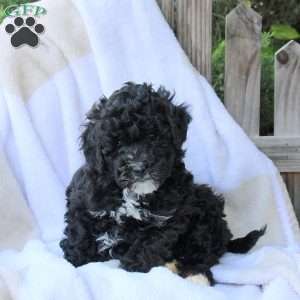 Hazel, Miniature Poodle Puppy