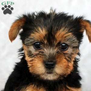 Hazel, Yorkie Puppy