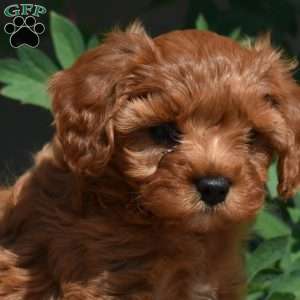 Hazel, Cavapoo Puppy