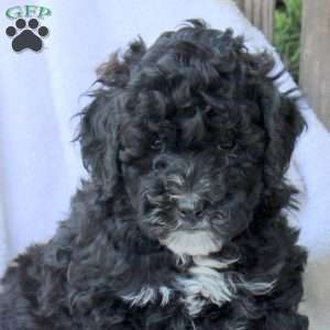 Hazel, Miniature Poodle Puppy