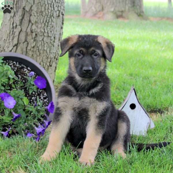 Heath, German Shepherd Puppy