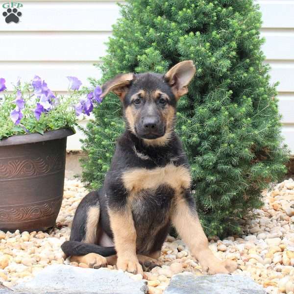 Heath, German Shepherd Puppy