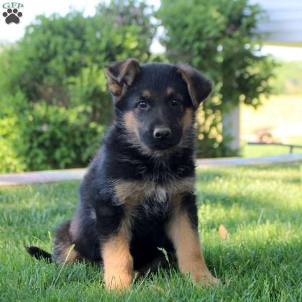 Heath, German Shepherd Puppy