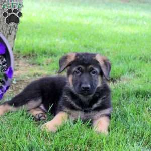 Heath, German Shepherd Puppy