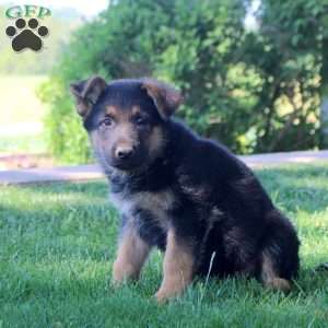 Heath, German Shepherd Puppy