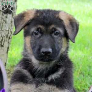 Heath, German Shepherd Puppy