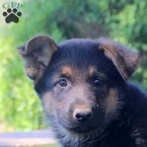 Heath, German Shepherd Puppy
