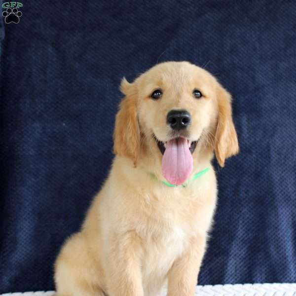 Heather, Golden Retriever Puppy
