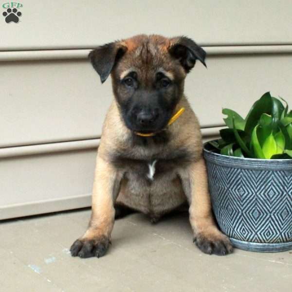 Hector, Belgian Malinois Puppy