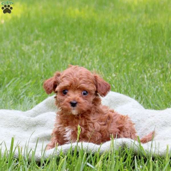 Hector, Cavapoo Puppy