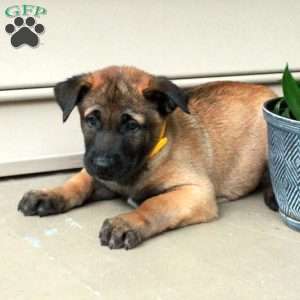 Hector, Belgian Malinois Puppy