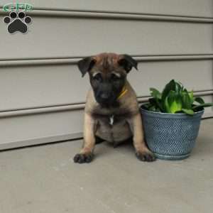 Hector, Belgian Malinois Puppy