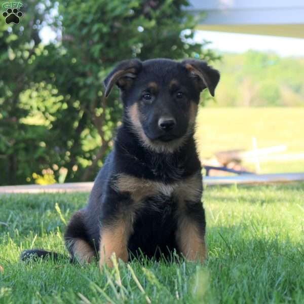 Heidi, German Shepherd Puppy