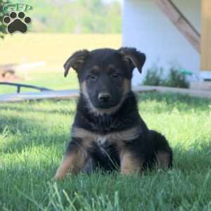 Heidi, German Shepherd Puppy