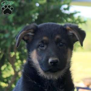 Heidi, German Shepherd Puppy