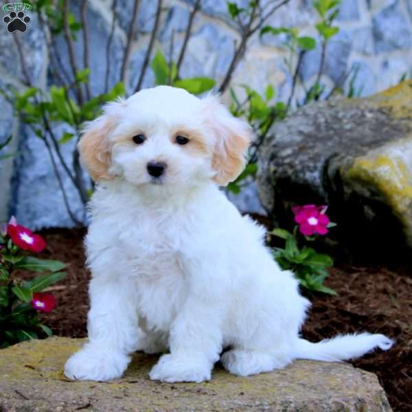 Heidi, Maltipoo Puppy