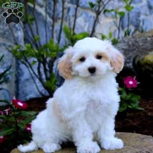 Heidi, Maltipoo Puppy