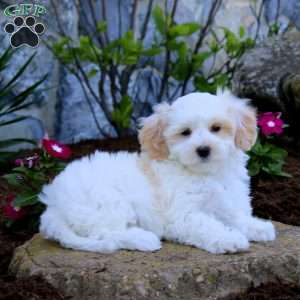 Heidi, Maltipoo Puppy