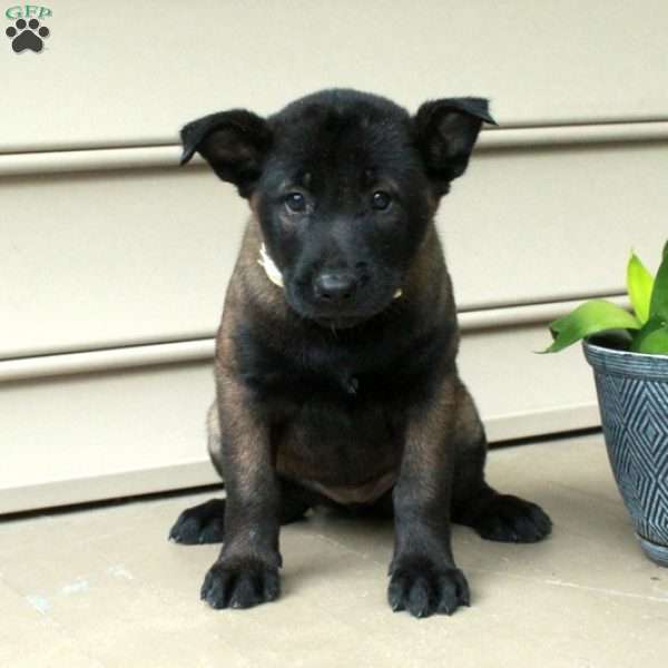 Helena, Belgian Malinois Puppy