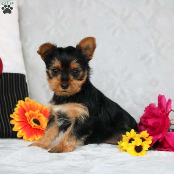 Helena, Yorkie Puppy