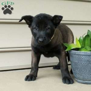 Helena, Belgian Malinois Puppy