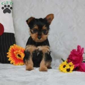 Helena, Yorkie Puppy