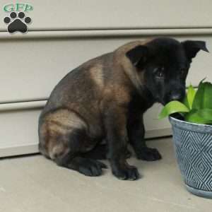 Helena, Belgian Malinois Puppy