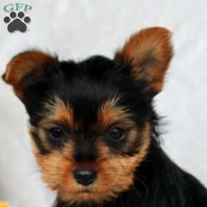 Helena, Yorkie Puppy