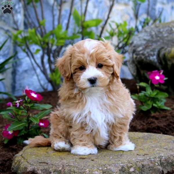 Hero, Maltipoo Puppy