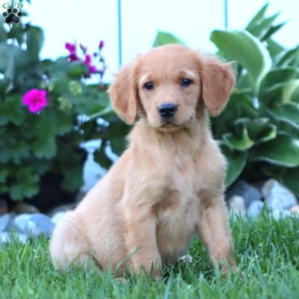 Hero, Golden Retriever Puppy
