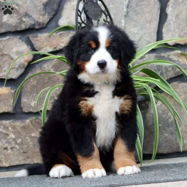 Hero, Bernese Mountain Dog Puppy