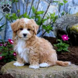 Hero, Maltipoo Puppy