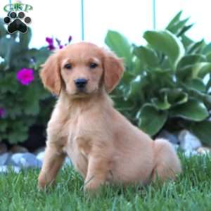 Hero, Golden Retriever Puppy
