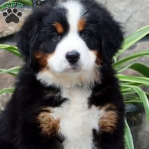 Hero, Bernese Mountain Dog Puppy