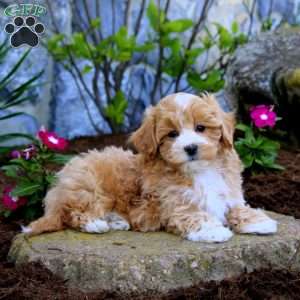 Hero, Maltipoo Puppy