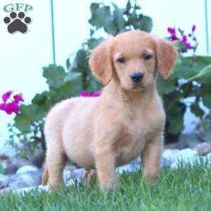 Hero, Golden Retriever Puppy