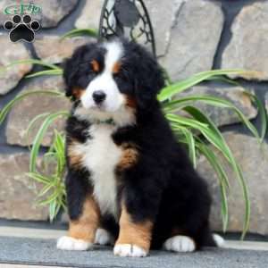 Hero, Bernese Mountain Dog Puppy