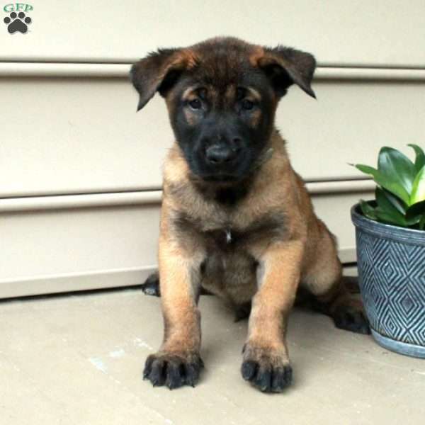 Hickory, Belgian Malinois Puppy
