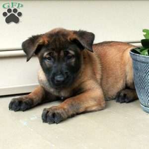 Hickory, Belgian Malinois Puppy