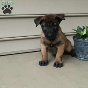 Hickory, Belgian Malinois Puppy