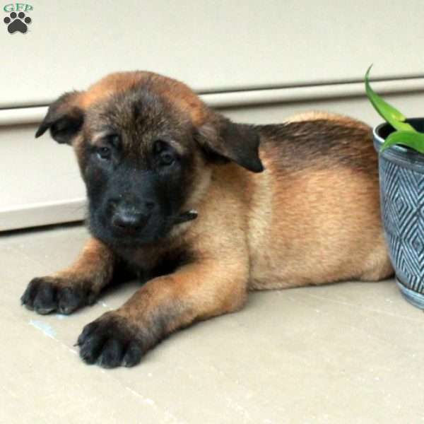 Hogan, Belgian Malinois Puppy