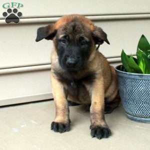 Hogan, Belgian Malinois Puppy