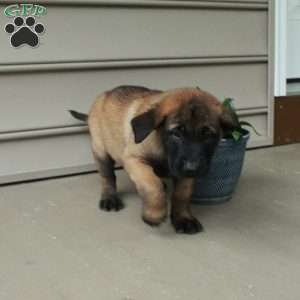 Hogan, Belgian Malinois Puppy